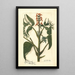 Juglans ailantifolia - Amanda Almira Newton — gerahmtes Bild an der Wand