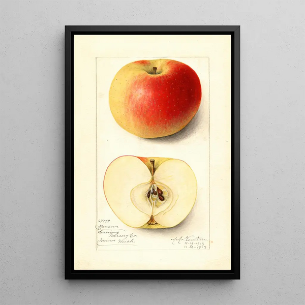 Malus domestica Banana - Amanda Almira Newton — gerahmtes Bild an der Wand
