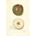 Malus domestica Ben Cap - Amanda Almira Newton — Ansicht des Kunstwerks