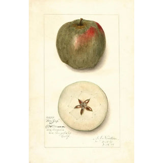 Amanda Almira Newton - Malus domestica Ben Cap.webp