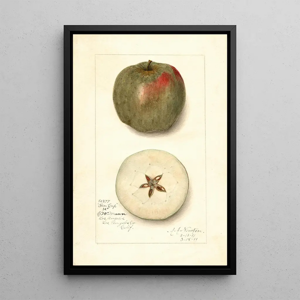 Malus domestica Ben Cap - Amanda Almira Newton — gerahmtes Bild an der Wand