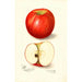 Malus domestica Doctor - Amanda Almira Newton — Ansicht des Kunstwerks