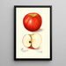 Malus domestica Doctor - Amanda Almira Newton — gerahmtes Bild an der Wand