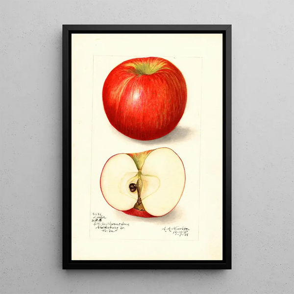 Malus domestica Doctor - Amanda Almira Newton — gerahmtes Bild an der Wand