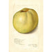 Malus domestica Gloria Mundi - Amanda Almira Newton — Ansicht des Kunstwerks