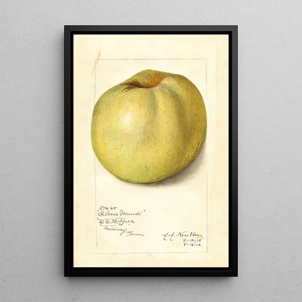 Malus domestica Gloria Mundi - Amanda Almira Newton — gerahmtes Bild an der Wand