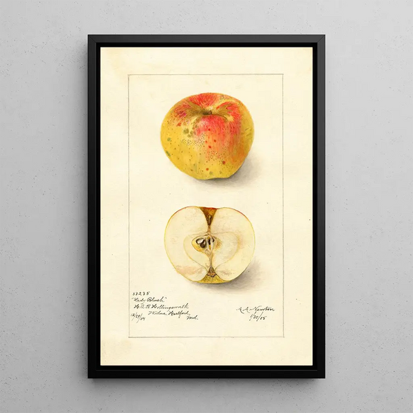 Reproduktion des Gemäldes Malus domestica Lady Blush - Amanda Almira Newton