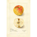 Reproduktion des Gemäldes Malus domestica Lady Blush - Amanda Almira Newton