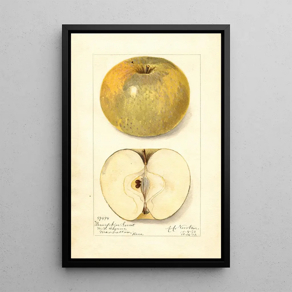 Reproduktion des Gemäldes Malus domestica Pumpkin Sweet - Amanda Almira Newton