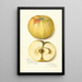 Malus domestica Quitte - Amanda Almira Newton — gerahmtes Bild an der Wand