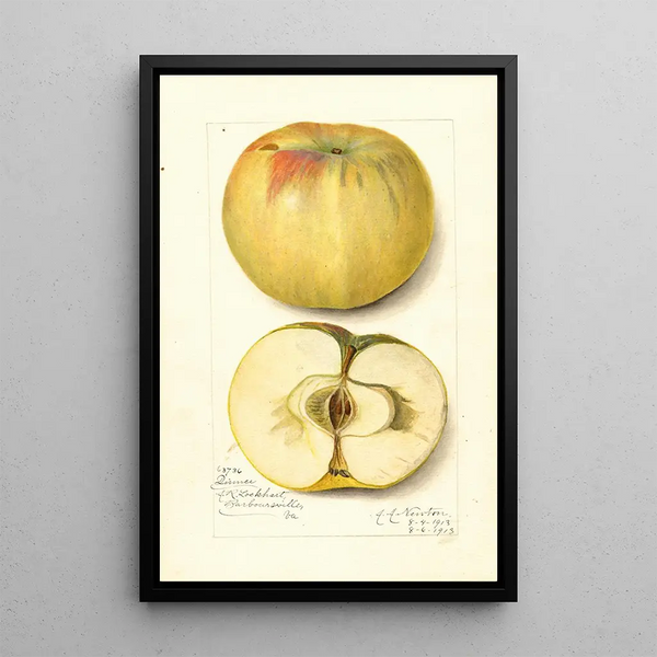 Malus domestica Quitte - Amanda Almira Newton — gerahmtes Bild an der Wand
