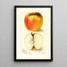 Reproduktion des Gemäldes Malus domestica Ridgeways Chehalem - Amanda Almira Newton