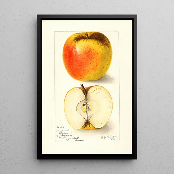Reproduktion des Gemäldes Malus domestica Ridgeways Chehalem - Amanda Almira Newton
