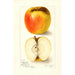 Reproduktion des Gemäldes Malus domestica Ridgeways Chehalem - Amanda Almira Newton