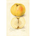 Malus domestica Stones Apple - Amanda Almira Newton — Ansicht des Kunstwerks