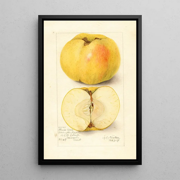 Malus domestica Stones Apple - Amanda Almira Newton — gerahmtes Bild an der Wand