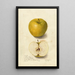 Reproduktion des Gemäldes Malus domestica Tallow Pippin - Amanda Almira Newton
