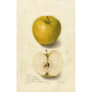 Amanda Almira Newton - Malus domestica Tallow Pippin.webp