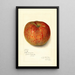 Reproduktion des Gemäldes Malus domestica Twenty Ounce - Amanda Almira Newton