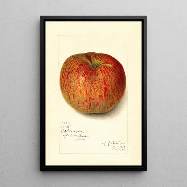 Reproduktion des Gemäldes Malus domestica Twenty Ounce - Amanda Almira Newton