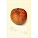 Reproduktion des Gemäldes Malus domestica Twenty Ounce - Amanda Almira Newton