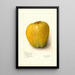 Malus domestica White Pearmain - Amanda Almira Newton — gerahmtes Bild an der Wand