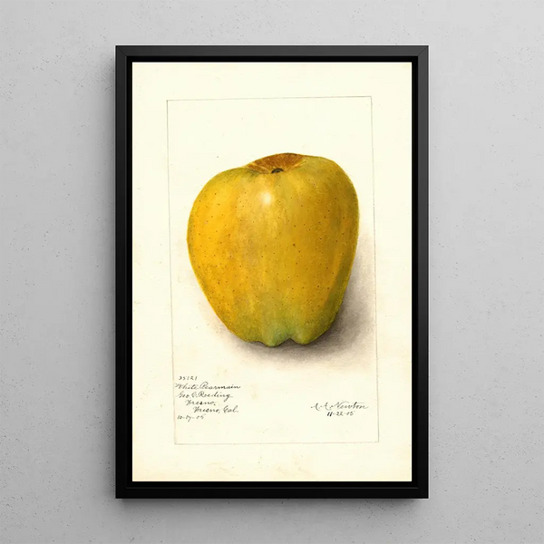 Malus domestica White Pearmain - Amanda Almira Newton — gerahmtes Bild an der Wand