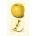 Malus domestica White Pippin - Amanda Almira Newton — Ansicht des Kunstwerks