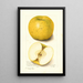 Malus domestica White Pippin - Amanda Almira Newton — gerahmtes Bild an der Wand