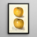 Malus domestica Yellow Newtown - Amanda Almira Newton — gerahmtes Bild an der Wand