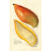 Reproduktion des Gemäldes Mangifera indica Amiri - Amanda Almira Newton