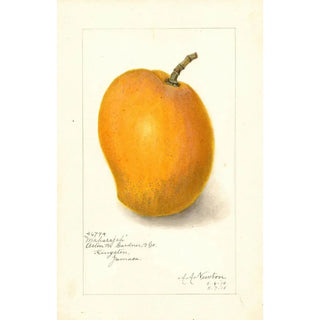 Amanda Almira Newton - Mangifera indica Maharajah.webp