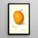 Mangifera indica Maharajah - Amanda Almira Newton — gerahmtes Bild an der Wand