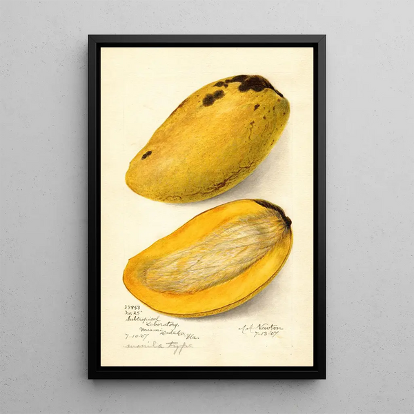 Reproduktion des Gemäldes Mangifera indica No - Amanda Almira Newton
