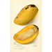 Reproduktion des Gemäldes Mangifera indica No - Amanda Almira Newton