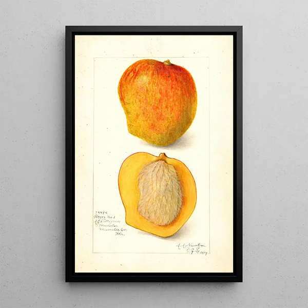 Mangifera indica Peters No - Amanda Almira Newton — gerahmtes Bild an der Wand