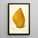 Reproduktion des Gemäldes Mangifera indica Sandersha - Amanda Almira Newton