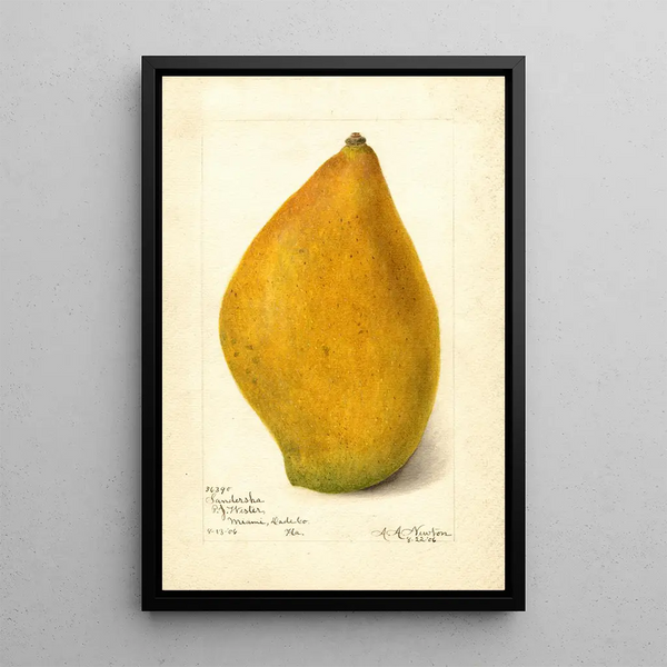 Reproduktion des Gemäldes Mangifera indica Sandersha - Amanda Almira Newton