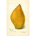 Reproduktion des Gemäldes Mangifera indica Sandersha - Amanda Almira Newton