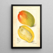 Reproduktion des Gemäldes Mangifera indica Totafari - Amanda Almira Newton