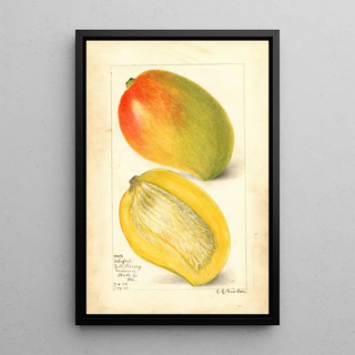 Amanda Almira Newton - Mangifera indica Totafari.webp