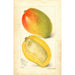 Reproduktion des Gemäldes Mangifera indica Totafari - Amanda Almira Newton