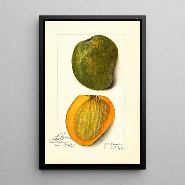 Mangifera indica White Alphonse - Amanda Almira Newton — gerahmtes Bild an der Wand