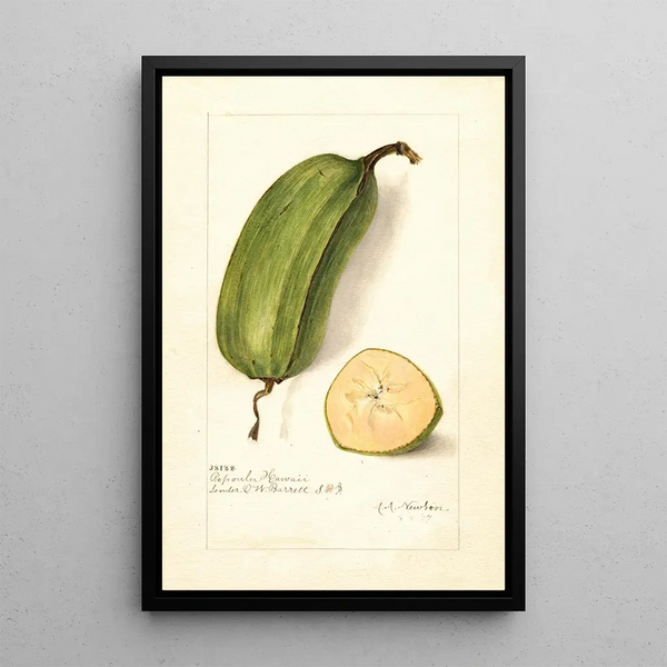 Musa Popoulu Hawaii - Amanda Almira Newton — gerahmtes Bild an der Wand