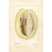 Passiflora quadrangularis - Amanda Almira Newton — Ansicht des Kunstwerks