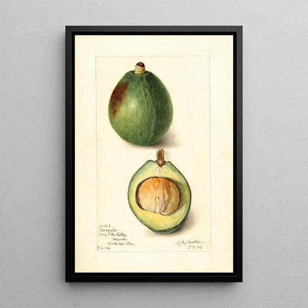 Reproduktion des Gemäldes Persea Avocado - Amanda Almira Newton
