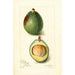 Reproduktion des Gemäldes Persea Avocado - Amanda Almira Newton