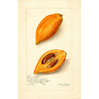Amanda Almira Newton - Pouteria campechiana.webp