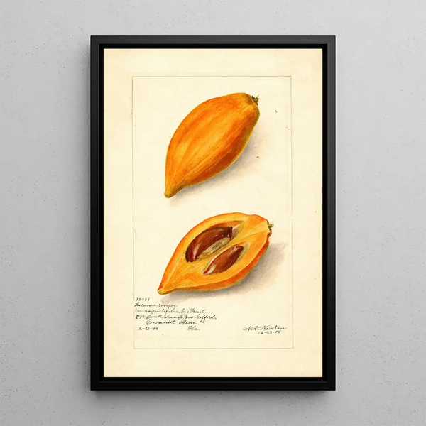 Pouteria campechiana - Amanda Almira Newton — gerahmtes Bild an der Wand