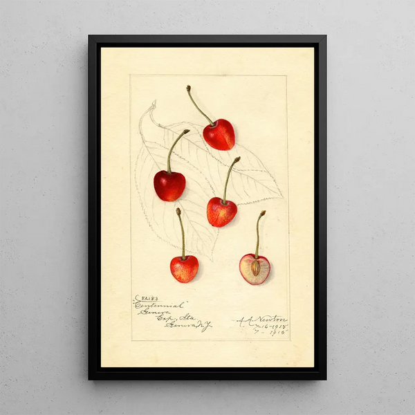 Reproduktion des Gemäldes Prunus avium Centennial - Amanda Almira Newton